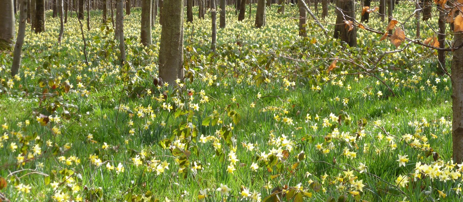 The forest of Halatte - Chantilly Senlis Tourism