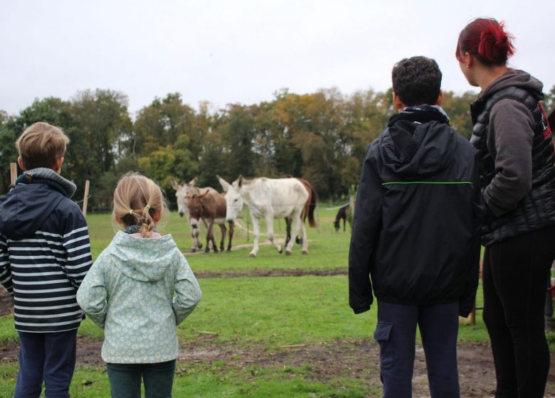 Atelier enfant « Découverte de l’âne » à Chantilly