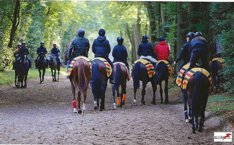 Visite privée du centre d’entraînement de chevaux de course de Chantilly