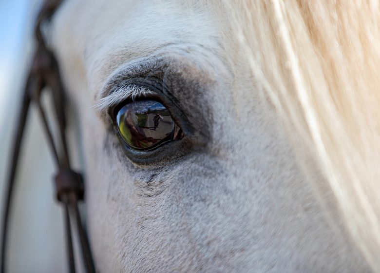 Le Royaume du Cheval